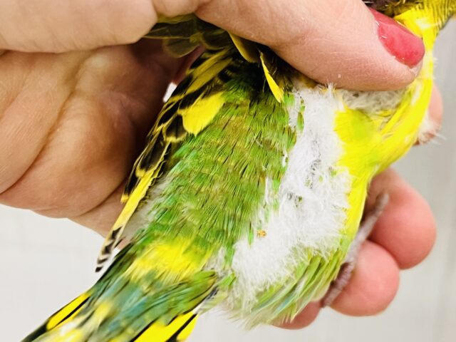 セキセイインコ