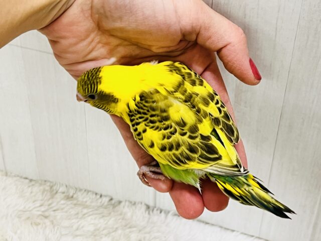 セキセイインコ