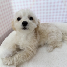 最新📷かまって！遊んで！マルプーちゃん❣️