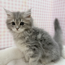 最新📷あどけないサイベリアンちゃん☺️