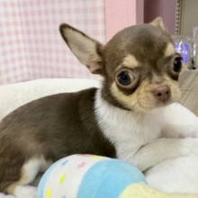 最新📷ペチャ顔最高😍スムースチワワくん❣️