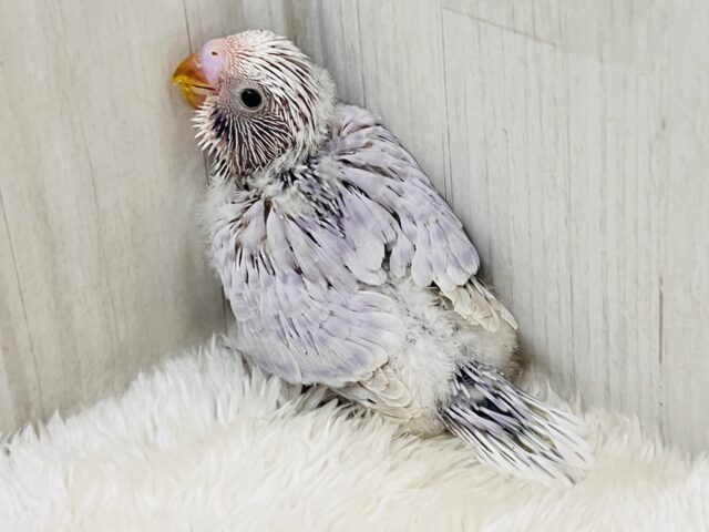 神秘的な美カラー✨ライラック🪻セキセイインコ入舎しましたよ🌟 セキセイインコ