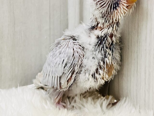 神秘的な美カラー✨ライラック🪻セキセイインコ入舎しましたよ🌟 セキセイインコ