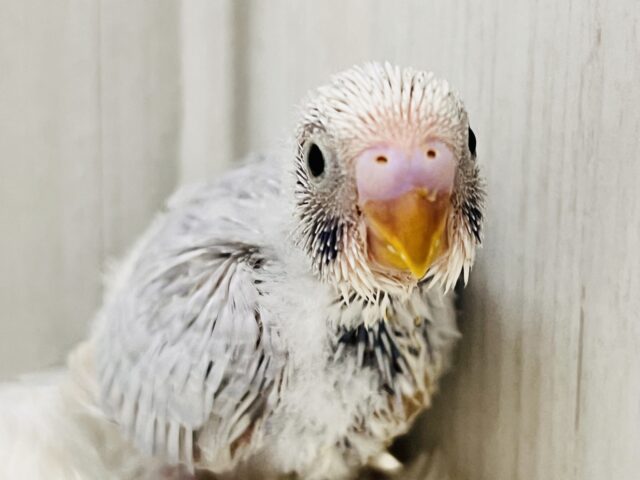 神秘的な美カラー✨ライラック🪻セキセイインコ入舎しましたよ🌟 セキセイインコ