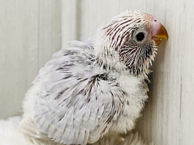 神秘的な美カラー✨ライラック🪻セキセイインコ入舎しましたよ🌟 セキセイインコ