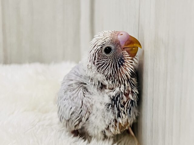 神秘的な美カラー✨ライラック🪻セキセイインコ入舎しましたよ🌟 セキセイインコ