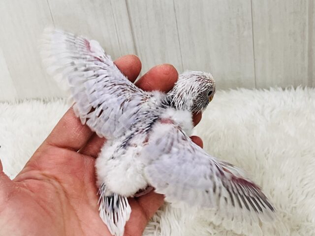 神秘的な美カラー✨ライラック🪻セキセイインコ入舎しましたよ🌟 セキセイインコ