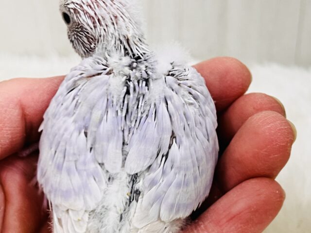 神秘的な美カラー✨ライラック🪻セキセイインコ入舎しましたよ🌟