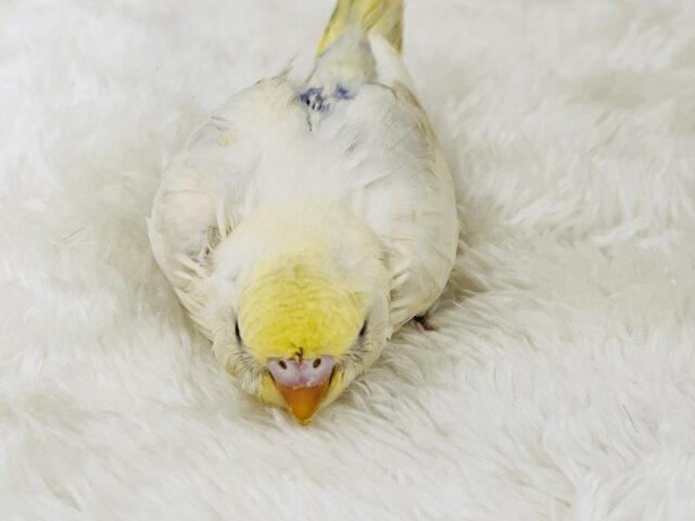 激レア‼︎あわあわ🫧セキセイインコのパステル4色ハルクイン🌟 セキセイインコ