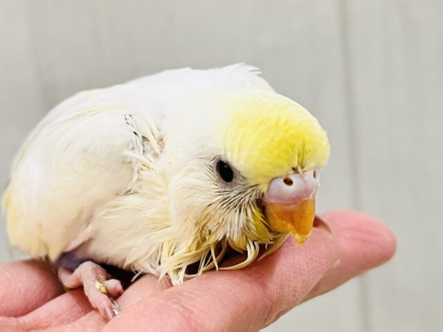 激レア‼︎あわあわ🫧セキセイインコのパステル4色ハルクイン🌟 セキセイインコ