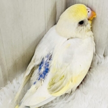 激レア‼︎あわあわ🫧セキセイインコのパステル４色ハルクイン🌟