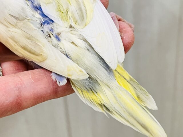 激レア‼︎あわあわ🫧セキセイインコのパステル4色ハルクイン🌟 セキセイインコ