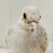 柔らかなオレンジカラー🧡激レア！うすゆきバト入舎しています🌟