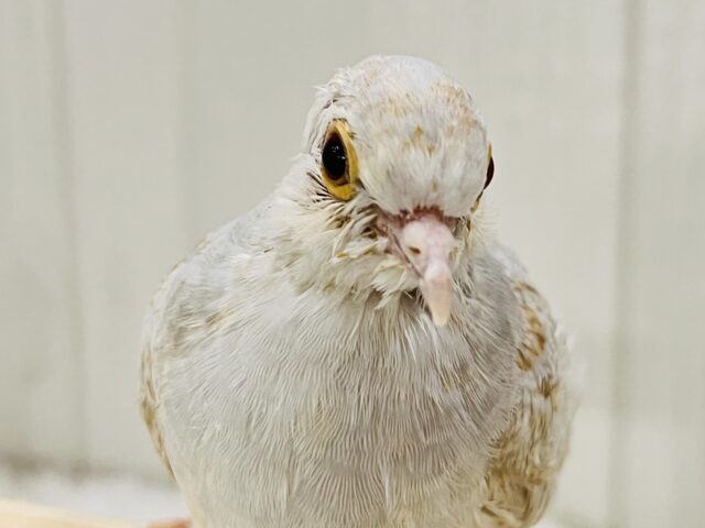 柔らかなオレンジカラー🧡激レア！うすゆきバト入舎しています🌟