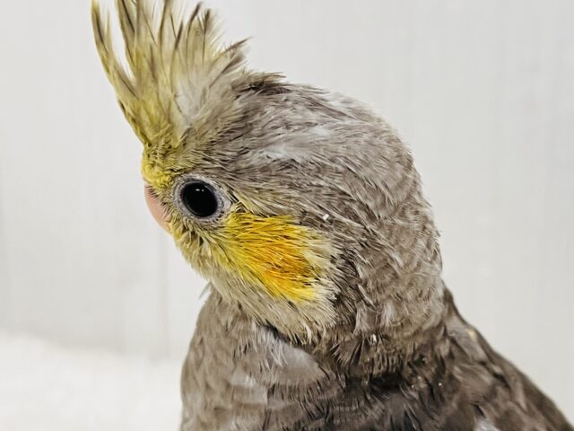 オカメインコ