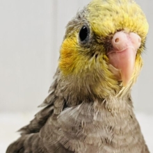 ピカっと黄色のほっぺ♡これから素敵に育つんだ！オカメインコのノーマルカラー🩶
