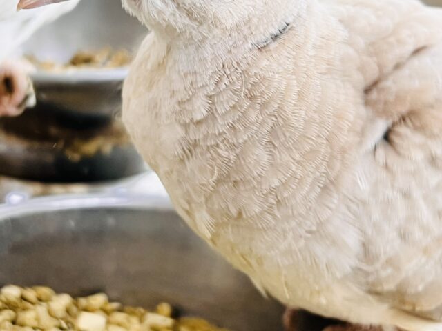 ジュズカケバト