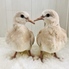 画像更新☆まだﾜｷﾜｷ♡ジュズカケバト☆