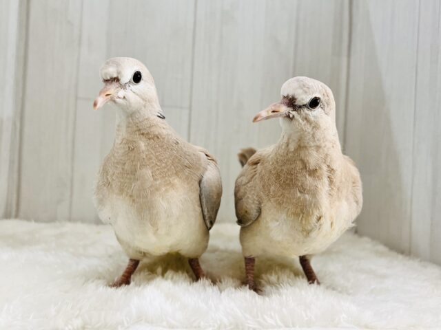 ジュズカケバト