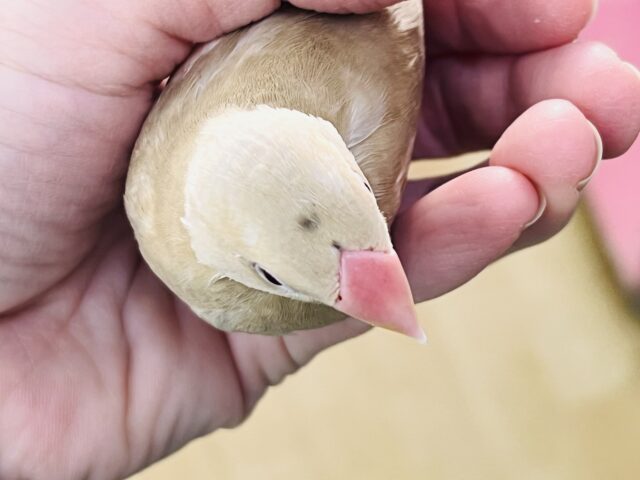 濃厚キャラメル🍬濃く濃くなりました✨シナモン文鳥! シナモン文鳥