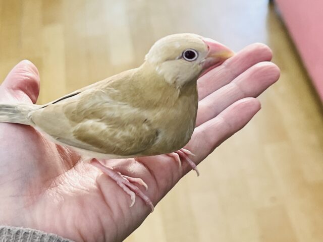 濃厚キャラメル🍬濃く濃くなりました✨シナモン文鳥! シナモン文鳥