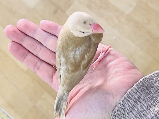シナモン文鳥
