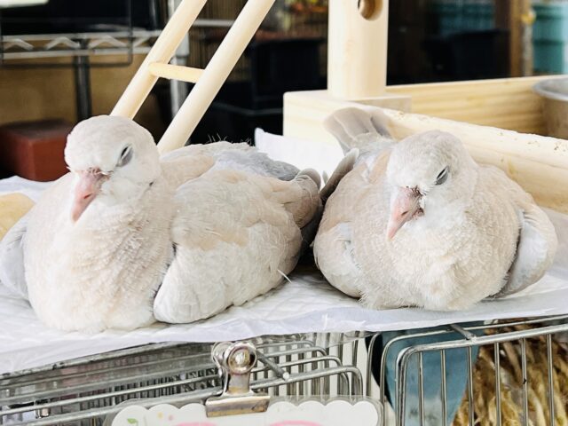 ジュズカケバト