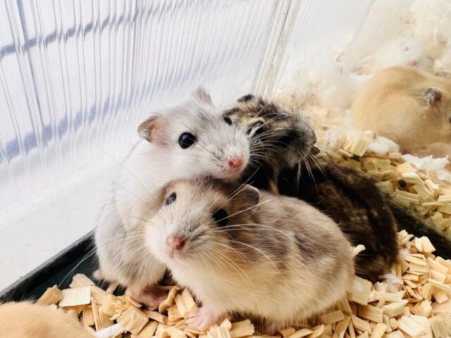 ちびっこ!はむはむフェア開催中〜🌻 ちびっこ!はむはむフェア開催中〜🌻