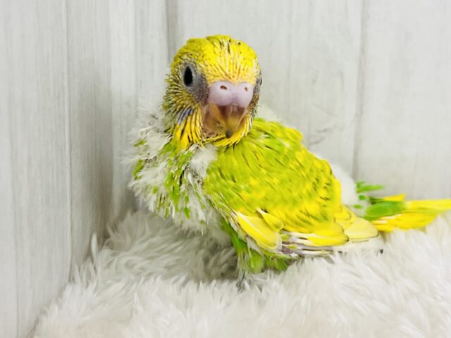 セキセイインコ