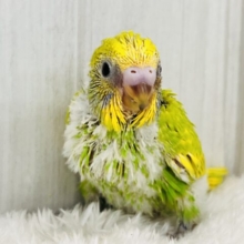 ﾋﾟﾖﾋﾟﾖ🐣初心者マーク背負ってます🔰セキセイインコ（グリーンスパングル）