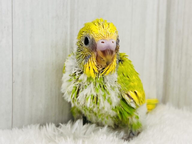 ﾋﾟﾖﾋﾟﾖ🐣初心者マーク背負ってます🔰セキセイインコ（グリーンスパングル）