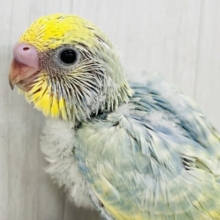ちょっと不思議ちゃん？複雑な色のセキセイインコ☆パステルレインボー🌈