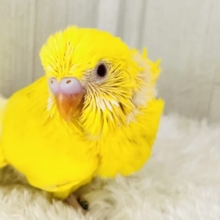 ﾋﾟｯｶﾘｰﾝ✨ビタミンカラーのハッピーベイビー🐥セキセイインコのルチノー💛