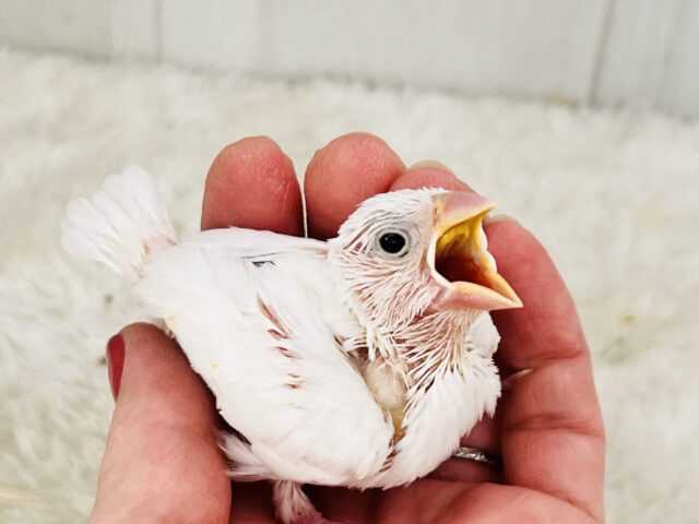白文鳥