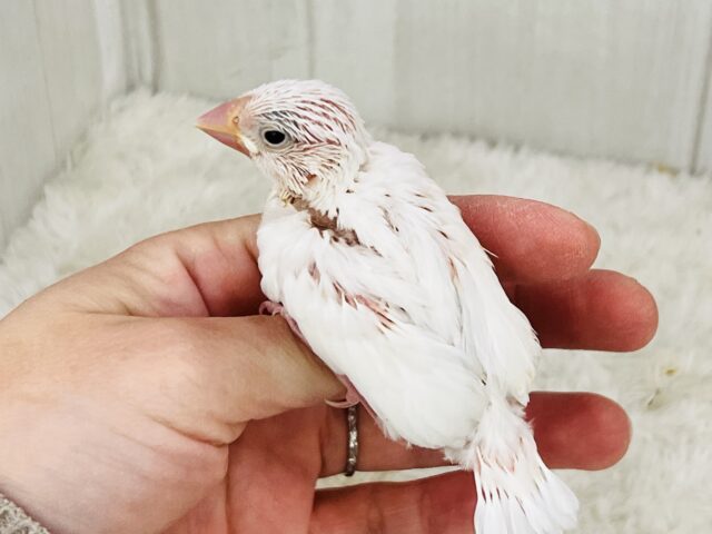 白文鳥