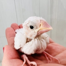 真っ白キラキラした✨純白な白文鳥の雛入舎です☆