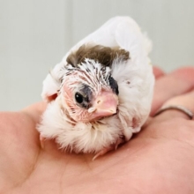 ミニおやきﾃﾞｽ。白たっぷり十姉妹の雛♡