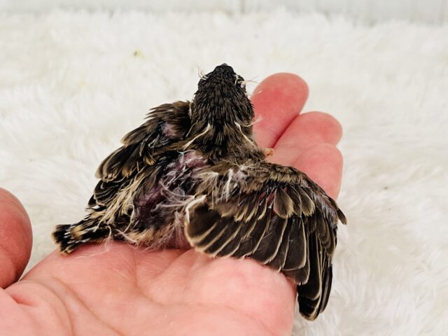 錦花鳥（キンカチョウ）