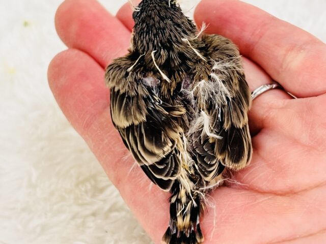 錦花鳥（キンカチョウ）