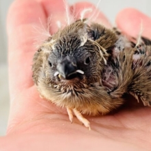 ふさふさ〜🎶眠くないもん！キンカ鳥の雛♡