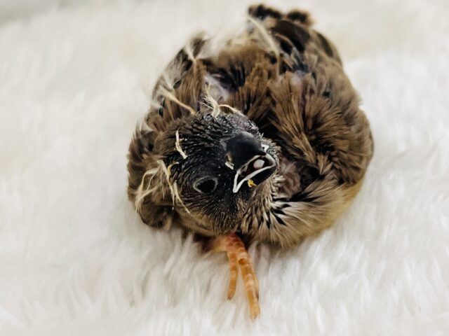 最新画像&動画更新❤️ふさふさ〜🎶眠くないもん!キンカ鳥の雛♡ 錦花鳥(キンカチョウ)