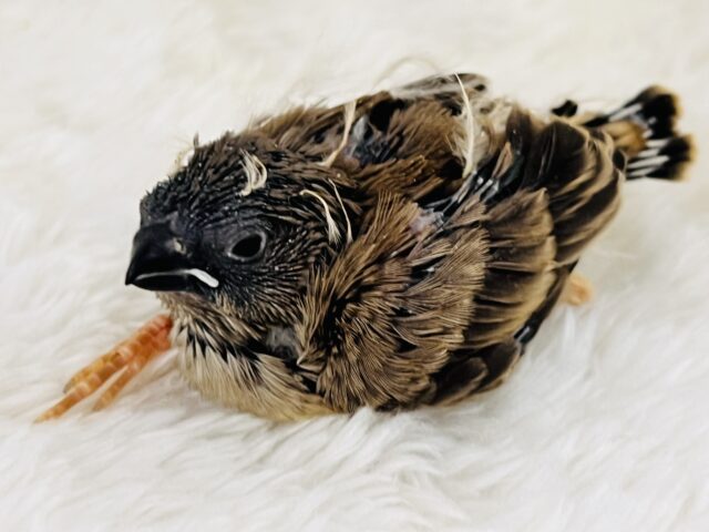 錦花鳥（キンカチョウ）