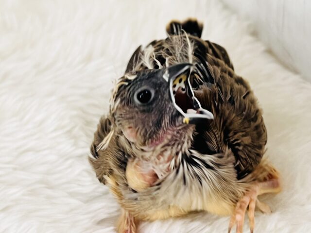 最新画像&動画更新❤️ふさふさ〜🎶眠くないもん!キンカ鳥の雛♡ 錦花鳥(キンカチョウ)