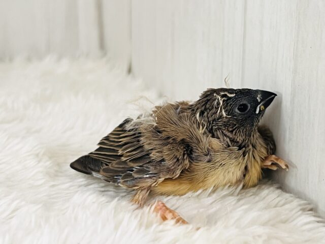 最新画像&動画更新❤️ふさふさ〜🎶眠くないもん!キンカ鳥の雛♡ 錦花鳥(キンカチョウ)