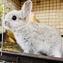 激カワ‼︎💓人好きすぎるぅ🎶ネザーランドドワーフラビットくん🌟