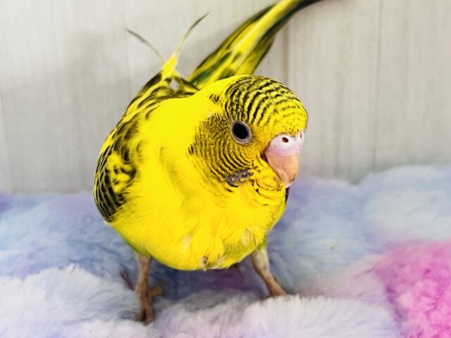 のりたまパッパ🍚🍳個性爆発系セキセイインコ💛