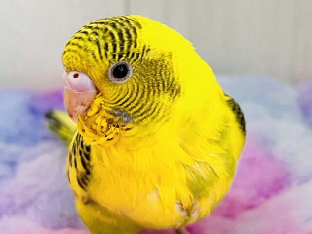 セキセイインコ