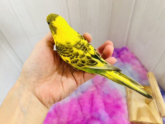 セキセイインコ