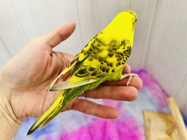 セキセイインコ