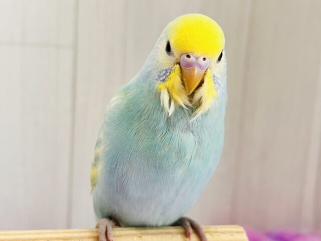 ぽつっとホクロちゃん🖤セキセイインコのパステルレインボースパングル🌈